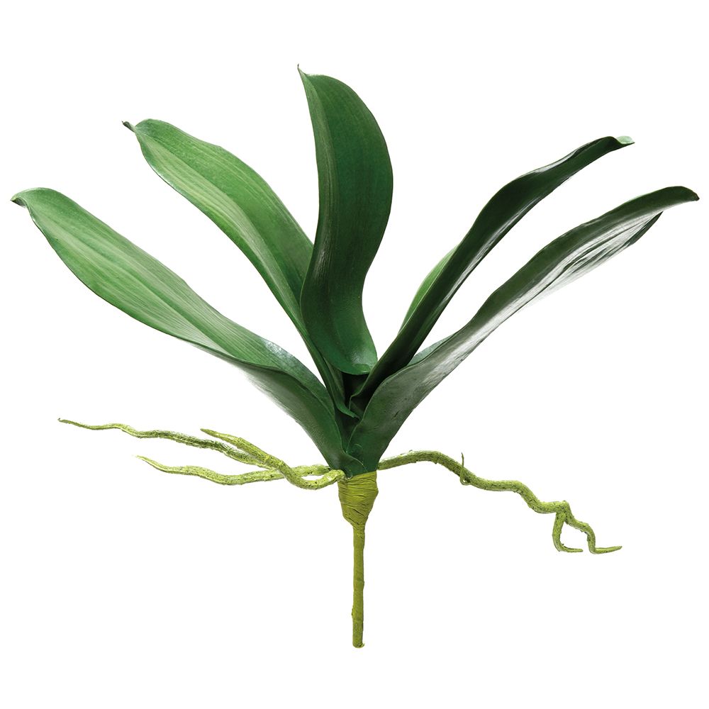 12" Phalaenopsis Orchid Leaf Plant with Roots (Green)