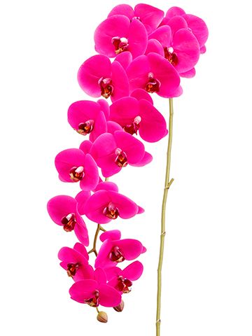 45" Phalaenopsis Orchid Spray with 16 Flower and 2 Buds (Purplish Pink)