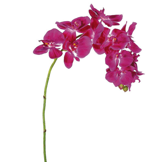 37" Phalaenopsis Orchid Spray