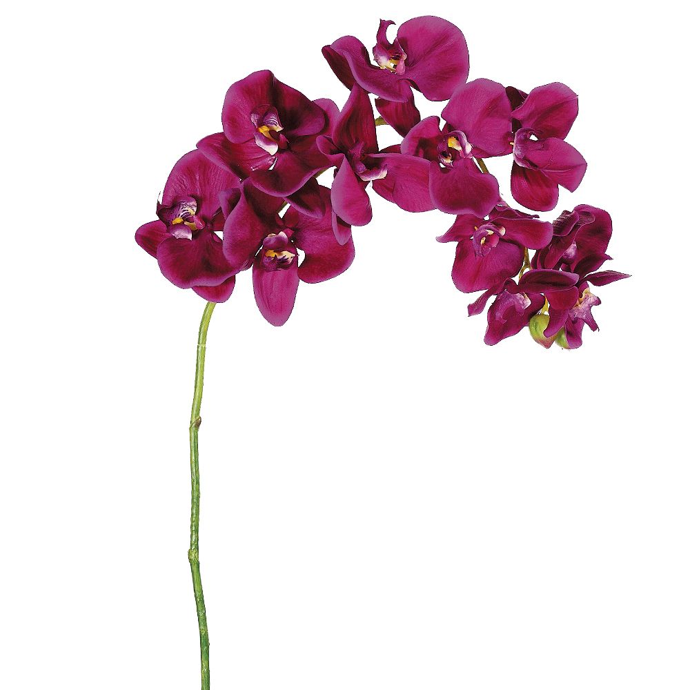 37" Phalaenopsis Orchid Spray (Violet)