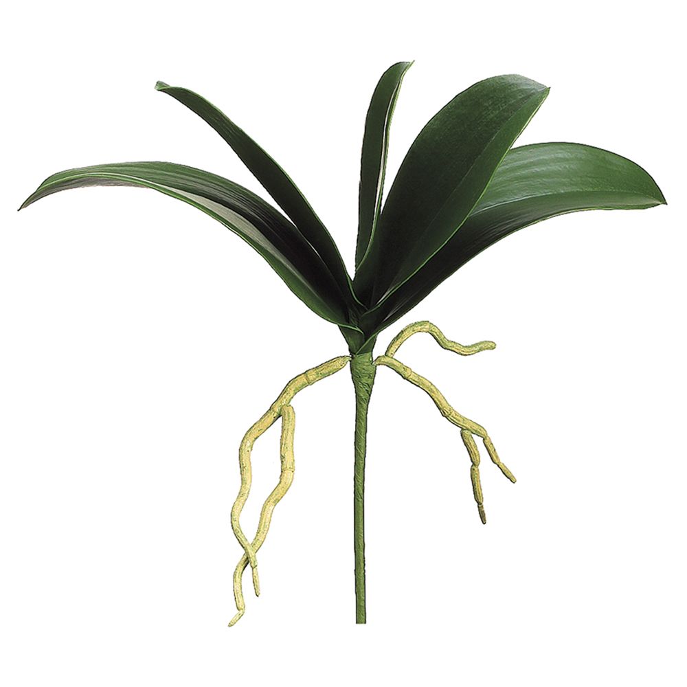 12" Phalaenopsis Orchid Leaf Plant (Green)