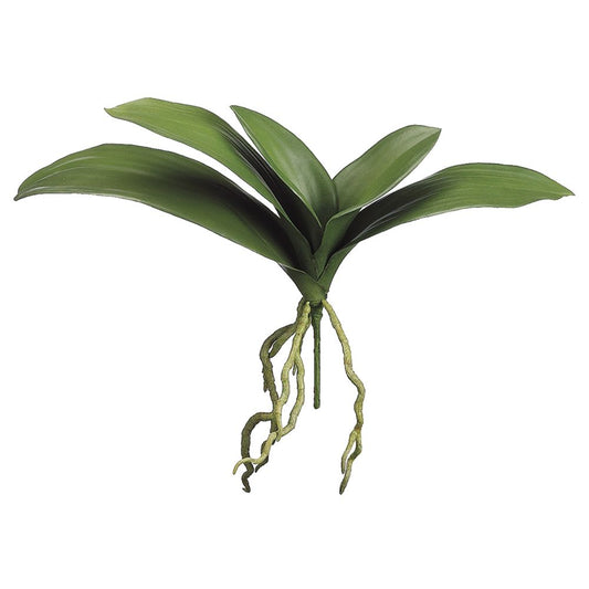 15" Phalaenopsis Orchid Leaf Plant (Green)