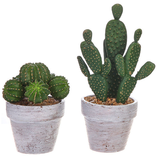 Small Potted Cactus Set of 2 (5.5"-8.5")