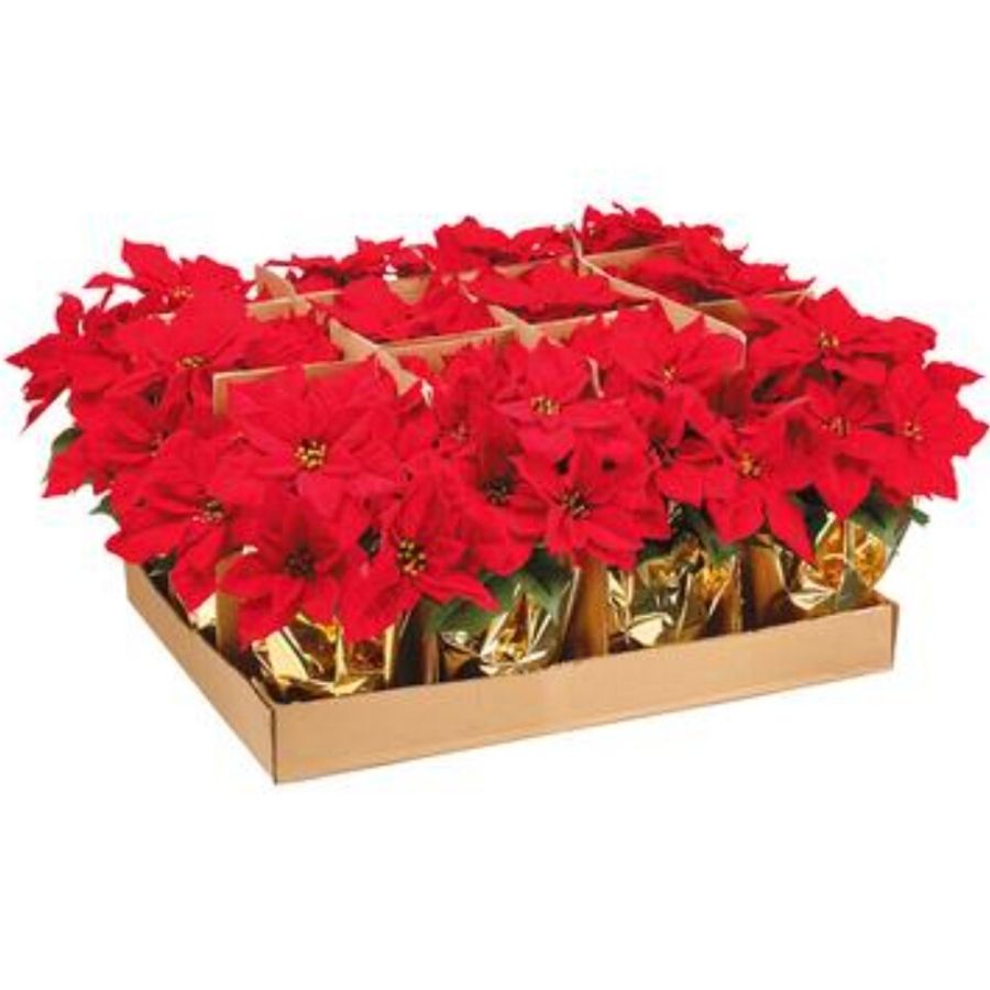 15" Red Poinsettia Bush in Pot with Gold Wrapped Paper