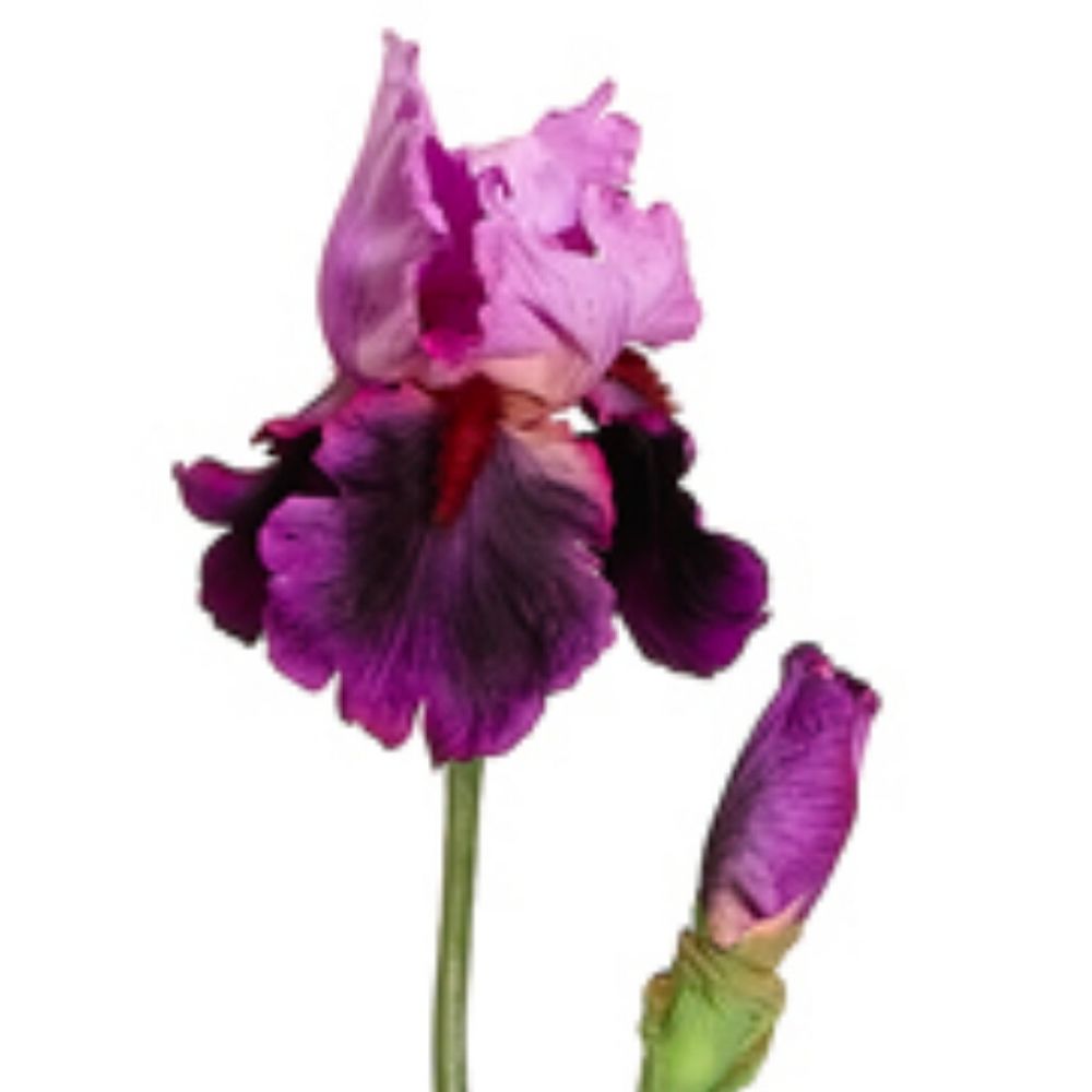 28" Bearded Iris Spray w-Water-Resistant Stem