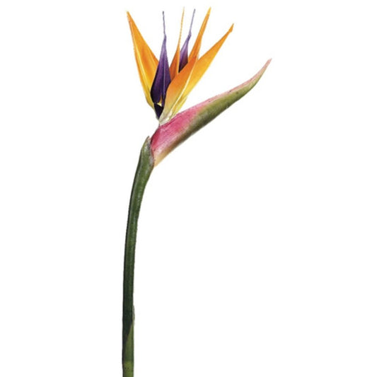 31" Bird of Paradise Spray. Natural look.