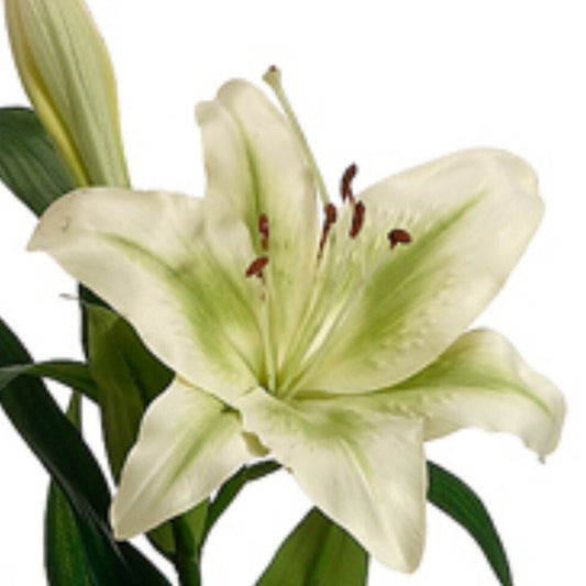 35" Stargazer Lily Spray (Light Green)